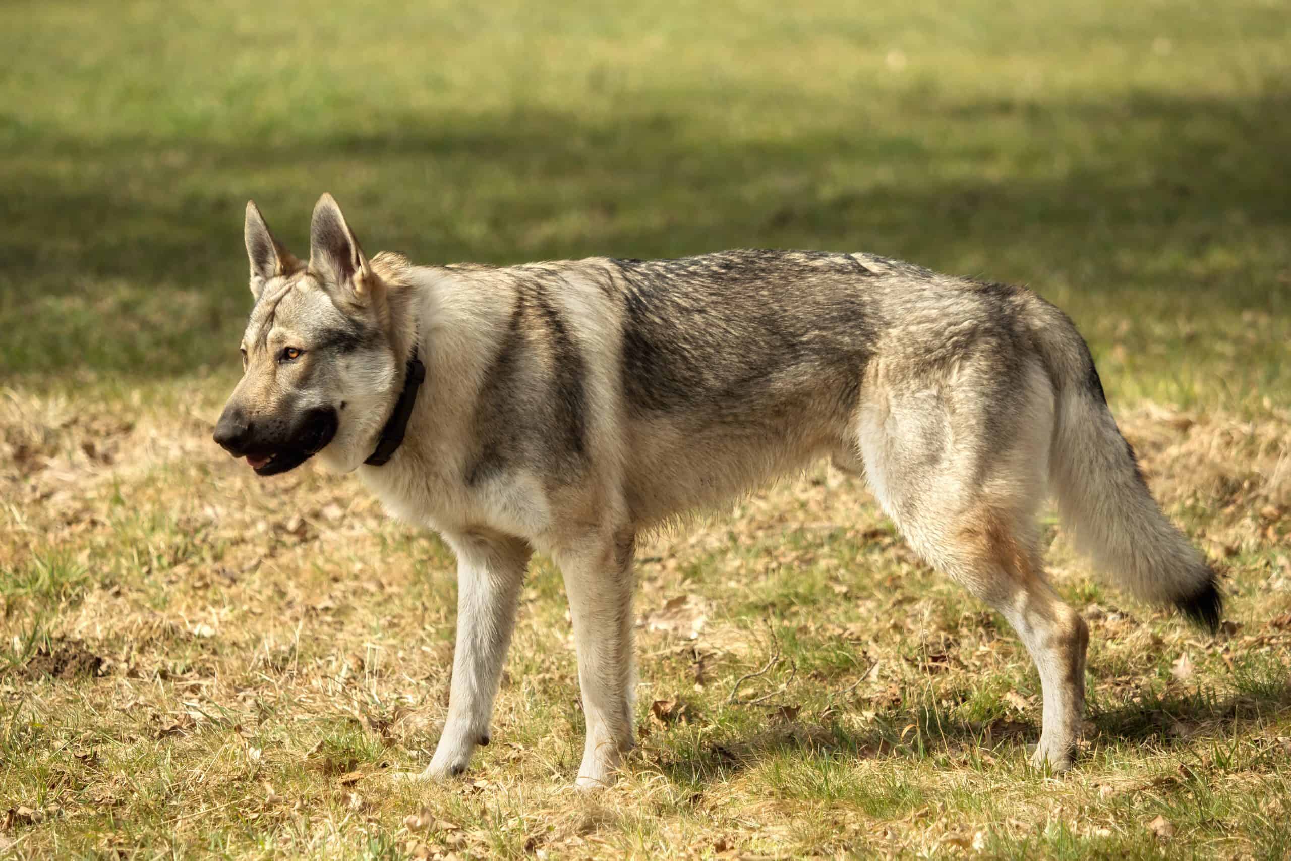 A Czech Wolfhound that's definitely not a German Shepherd!