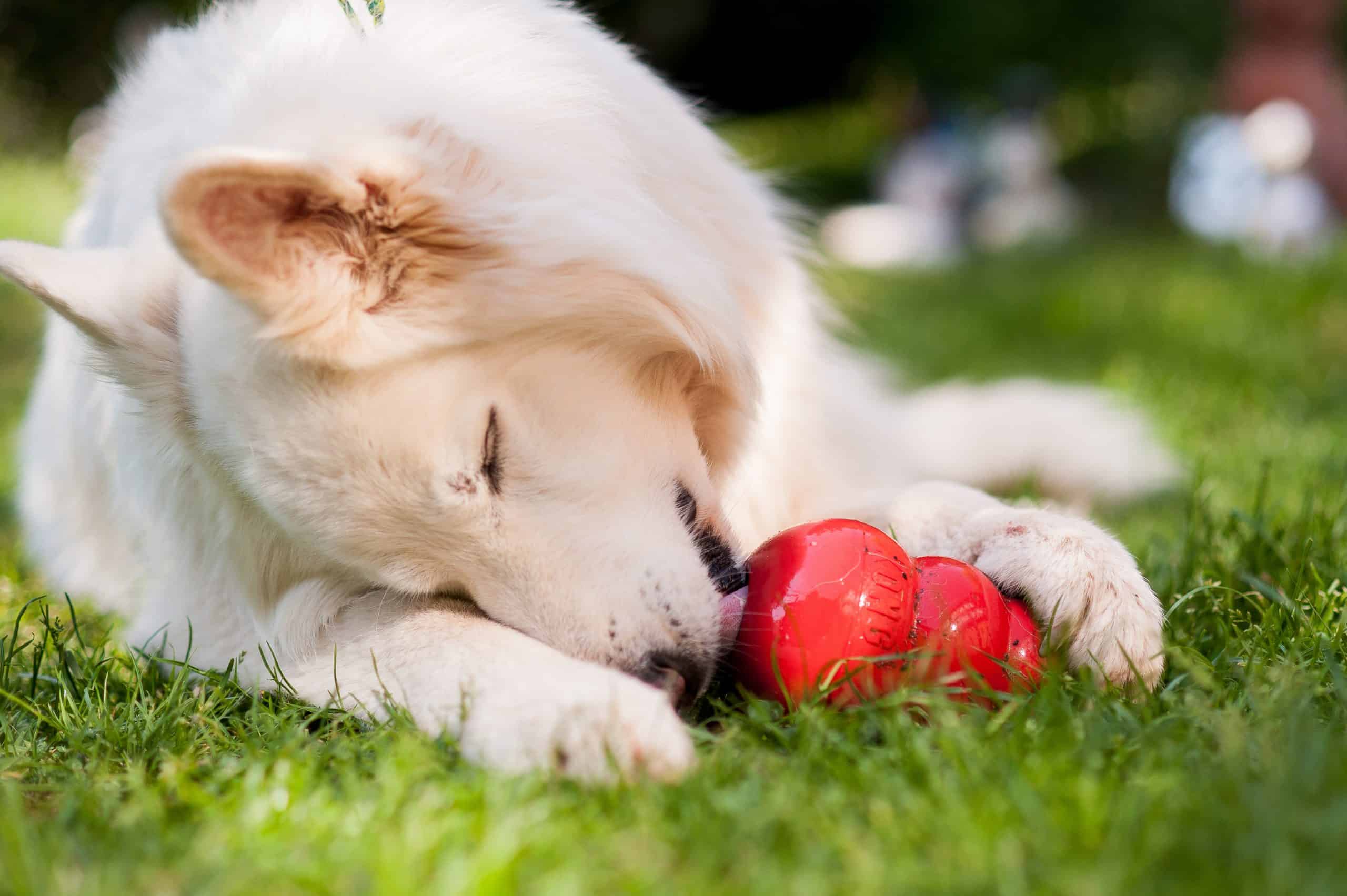 white german shepherd eating from a kong