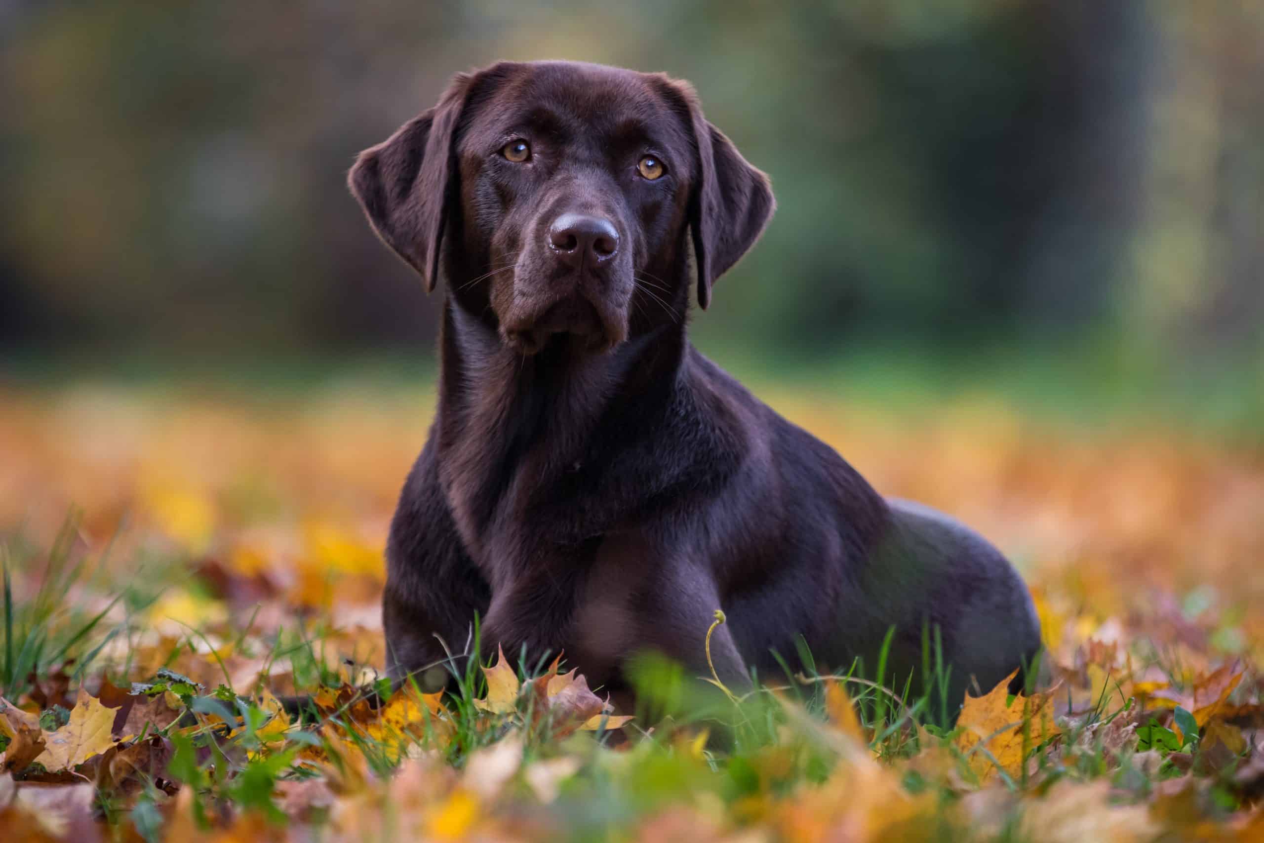 Labrador retrievers - black, chocolate, yellow, golden, fox red - when should they be spayed neutered castrated?
