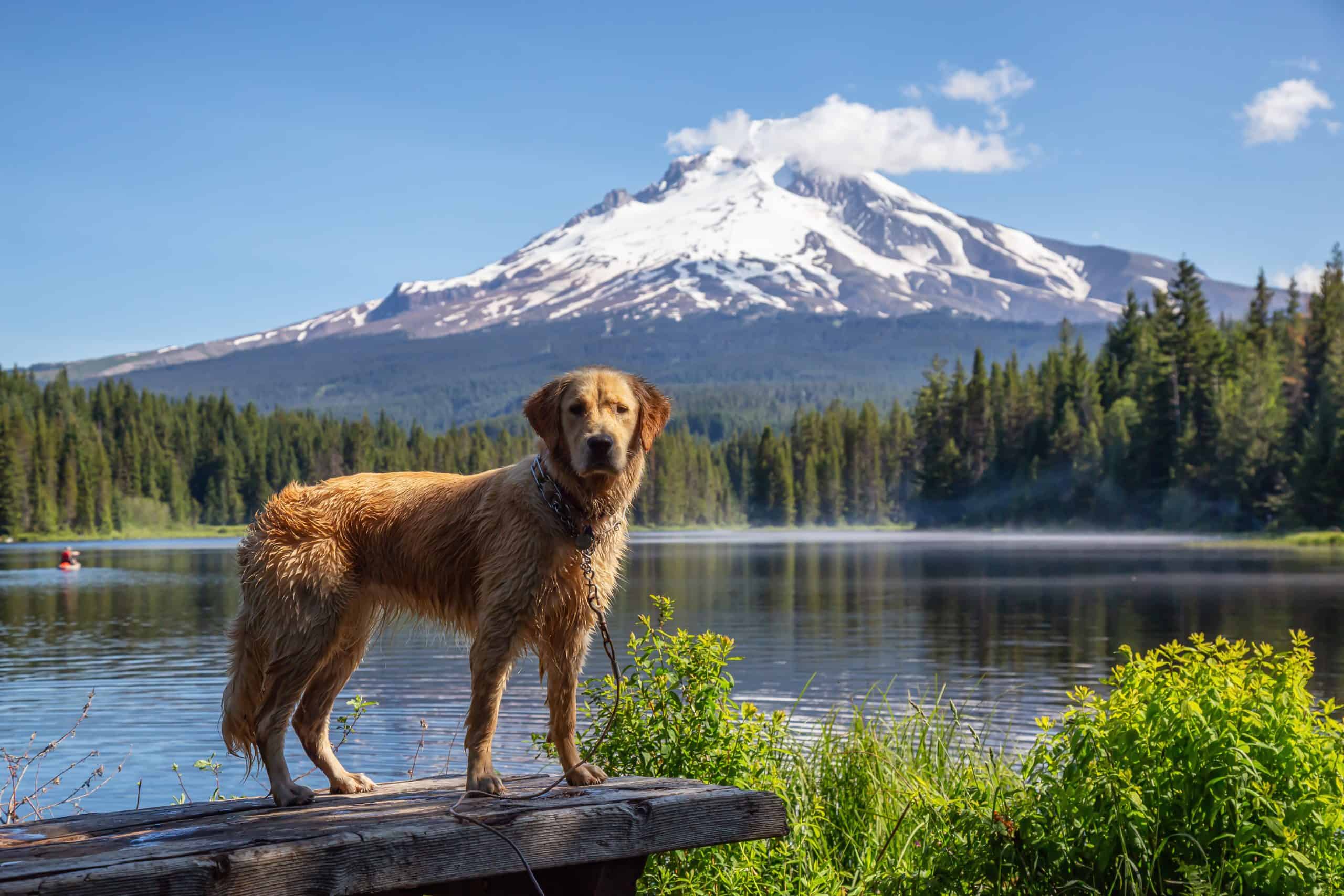 Golden Retriever is standing by the beautiful lake with Hood Mountain Peak in the background during a vibrant sunny summer day. Taken from Trillium Lake, Mt. Hood National Forest; how do you pick your name for your puppy?